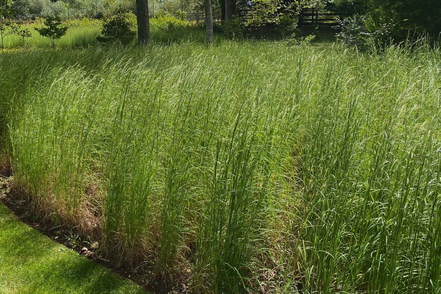 Andropogon virginicus Broomsedge Long Island Native Grass Suffolk Hydroseeding.com
